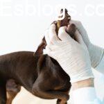Pet retailers expand availability of chewable parasite treatments for dogs