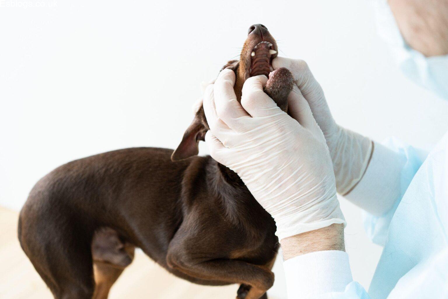 Pet retailers expand availability of chewable parasite treatments for dogs